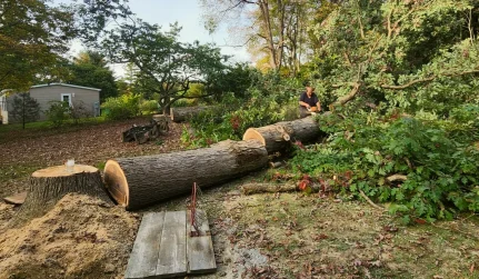 Tree Removal services