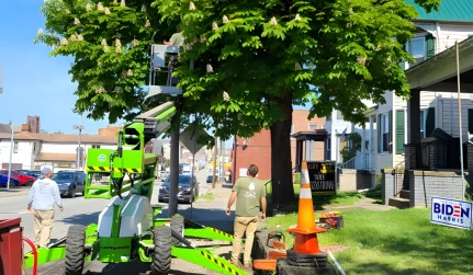 Tree Trimming and Pruning services