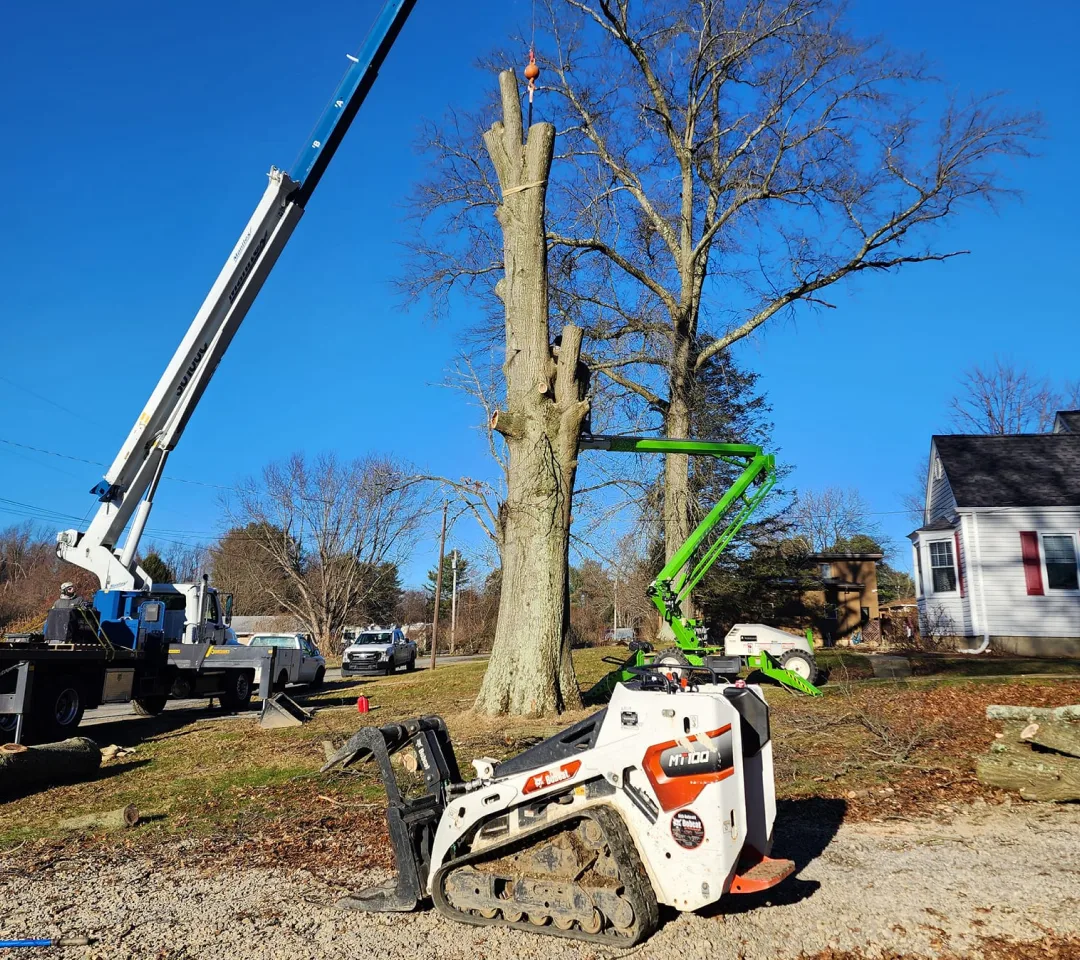 tree services and land clearing services in uniontown pa 1