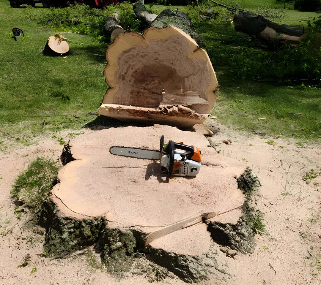 tree services and land clearing services in uniontown pa 2