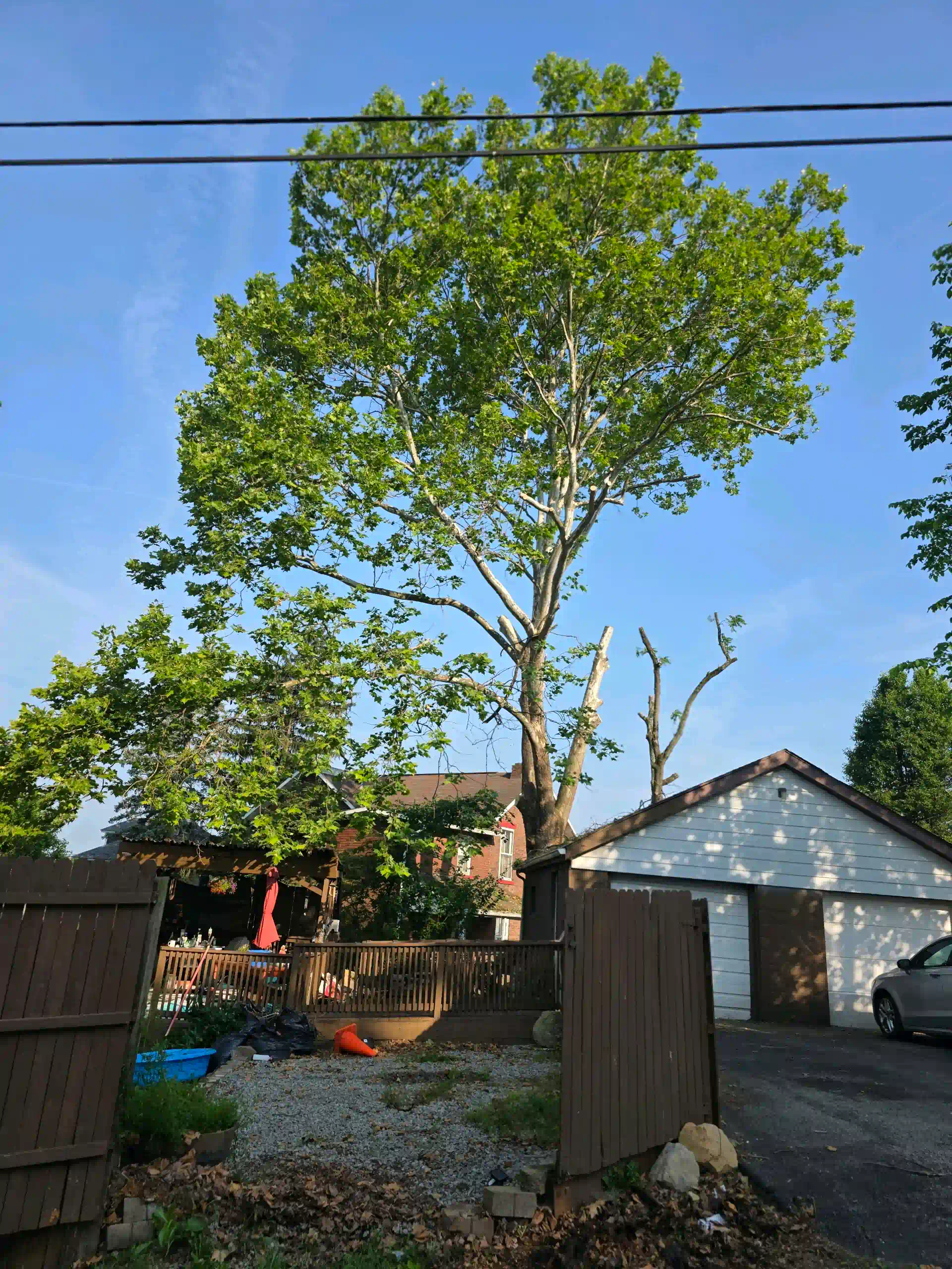 Get Professional Tree Services in Greensburg, PA