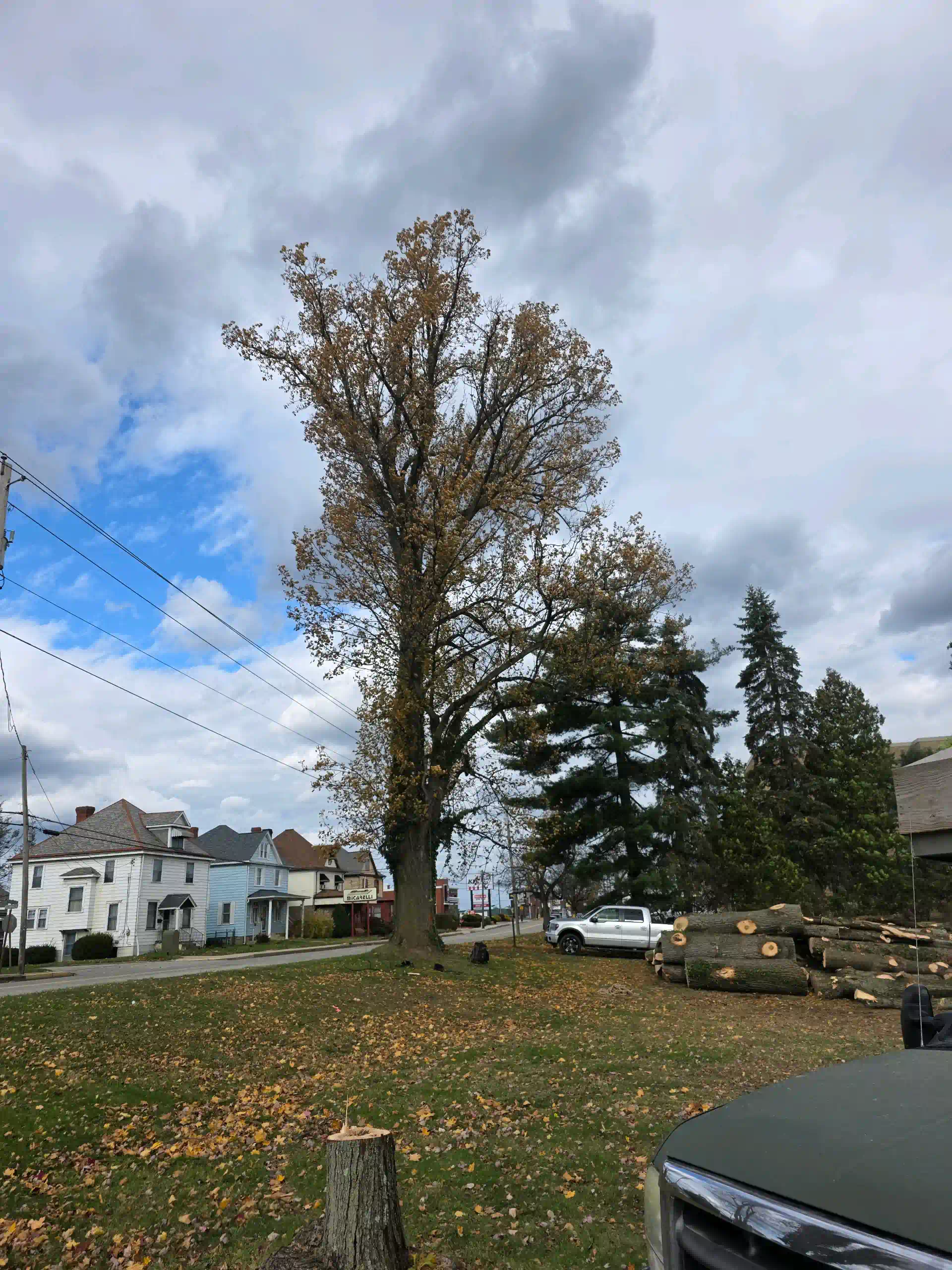 Get Professional Tree Services in Greensburg, PA2